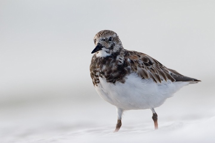 Steinwlzer Arenaria interpres Ruddy Turnstone 